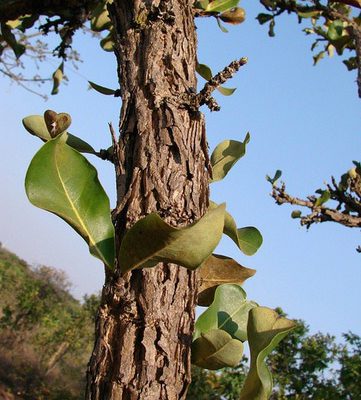 Cataba-Stamm-Rinde-Blatt