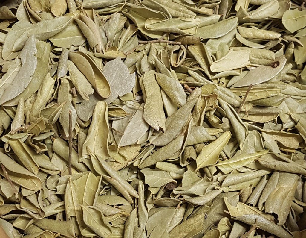 Boldo Blätter für Magen und Darm