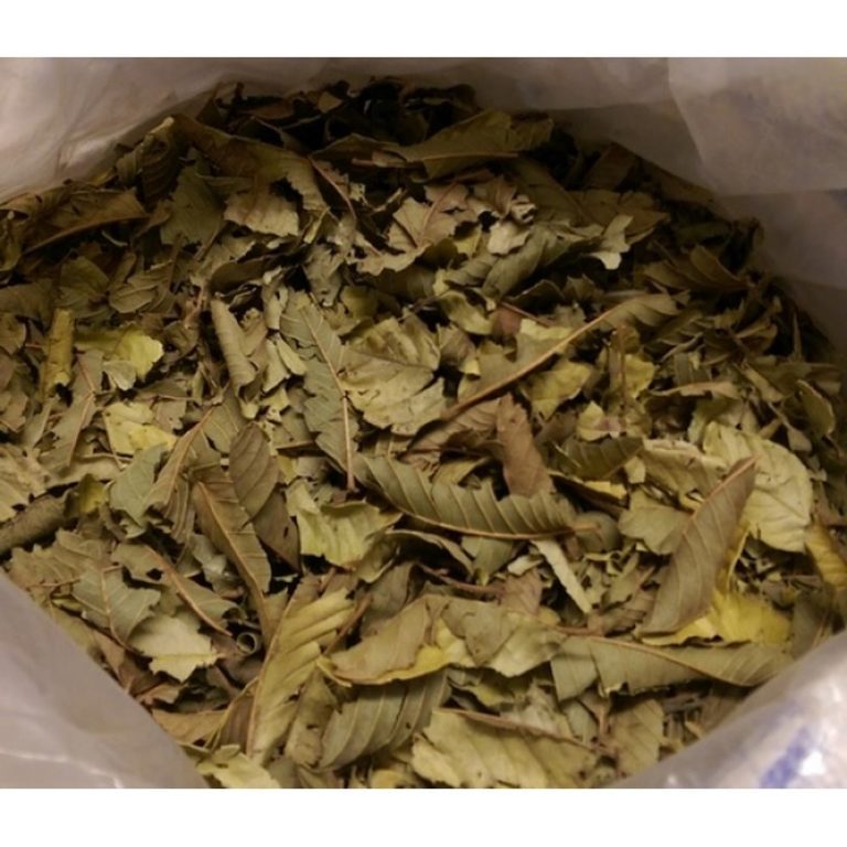 Guaveblaetter wirken morphinähnlich